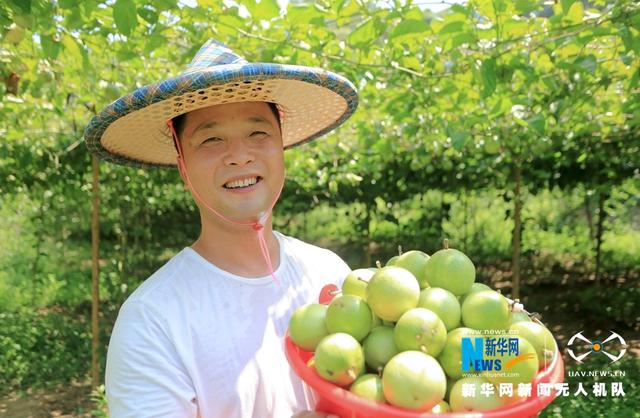 福建漳浦：黃金百香果豐收 果農采摘忙