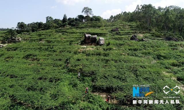 福建漳浦：黃金百香果豐收 果農采摘忙