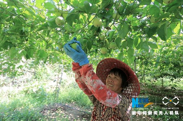 福建漳浦：黃金百香果豐收 果農采摘忙