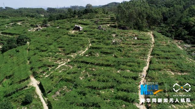 福建漳浦：黃金百香果豐收 果農采摘忙