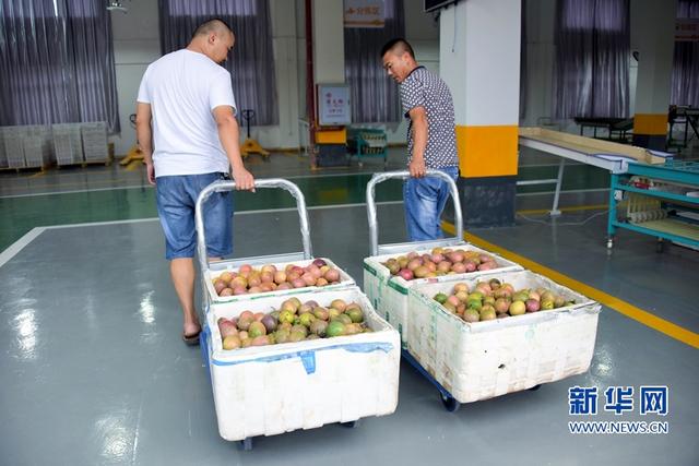 福建武平：金秋豐收季 喜迎百香果采摘節