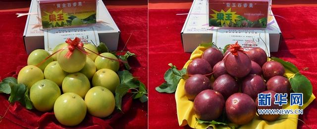 福建武平：金秋豐收季 喜迎百香果采摘節