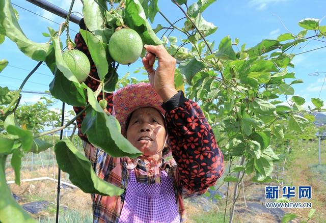 福建武平：金秋豐收季 喜迎百香果采摘節