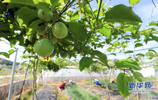 福建武平：金秋豐收季 喜迎百香果采摘節