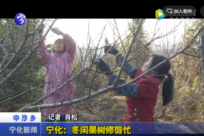 寧化：冬閑果樹修剪忙
