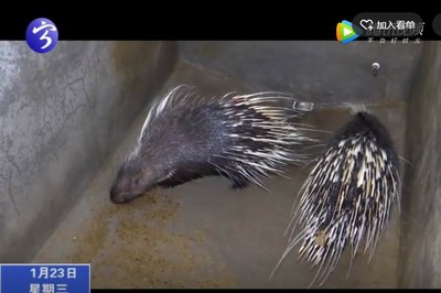 寧化：深山養(yǎng)豪豬 致富有門道