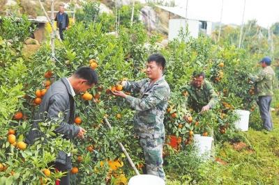 福建漳浦石榴鎮(zhèn)種出美好生活