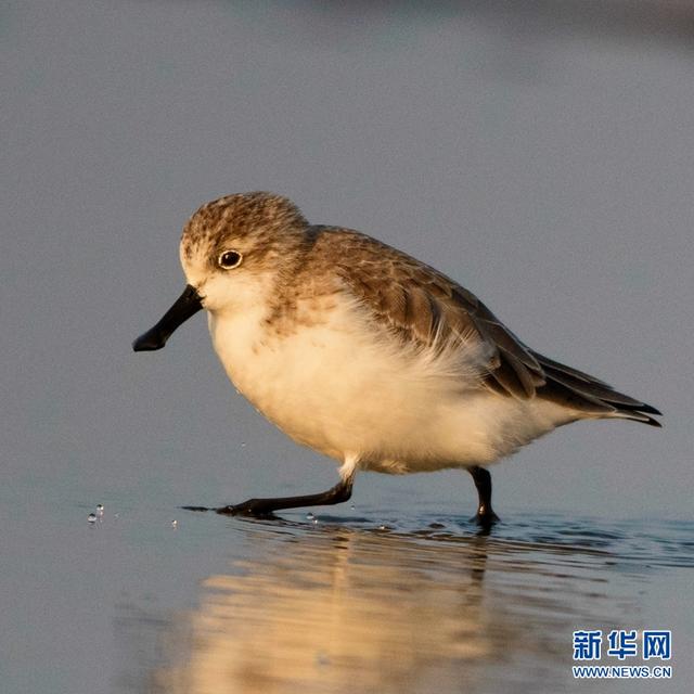 世界極危珍稀鳥種勺嘴鷸現身閩江口江灘