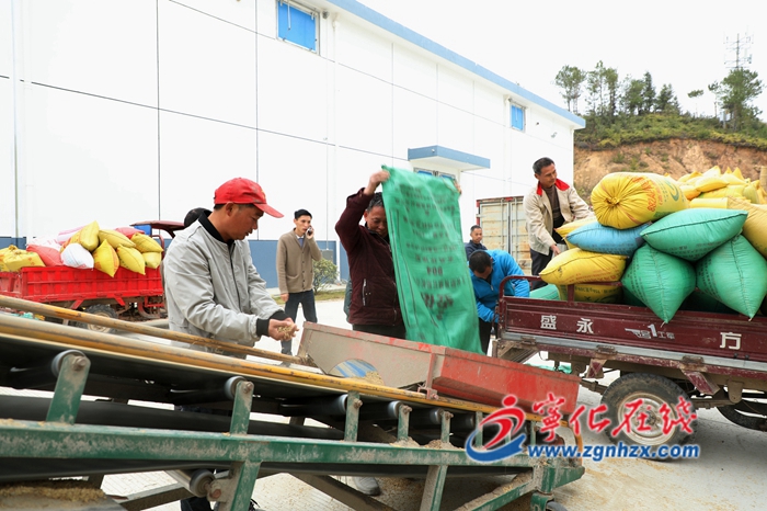 寧化河龍貢米開(kāi)秤收購(gòu)