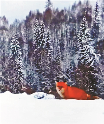 紅狐現(xiàn)身引熱議 專家：人工養(yǎng)殖后放生的可能性較大