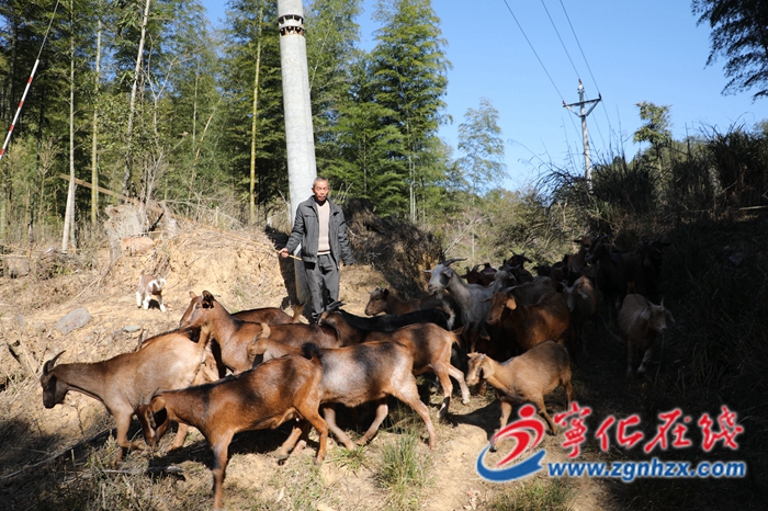 大山深處發“羊財”