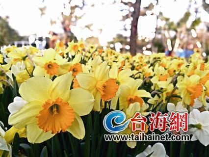 廈門“春節賞花指南”：賞花賞春色游園游歡樂