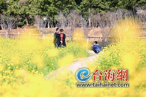 廈門“春節賞花指南”：賞花賞春色游園游歡樂