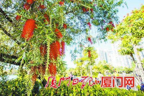 一城春色半城花！廈門不少植物提前開花“報春”