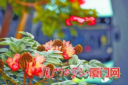 一城春色半城花！廈門不少植物提前開花“報春”