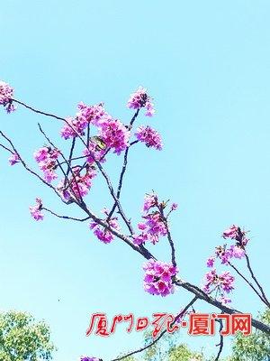 一城春色半城花！廈門不少植物提前開花“報春”