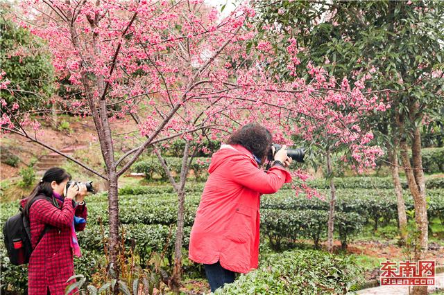 武夷山生態(tài)茶園迎客來