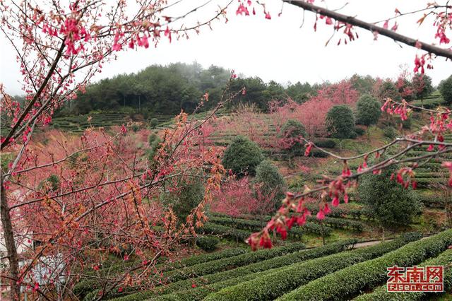 武夷山生態(tài)茶園迎客來