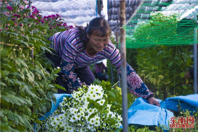 異軍突起 花樣經(jīng)濟閃耀福建年節(jié)市場