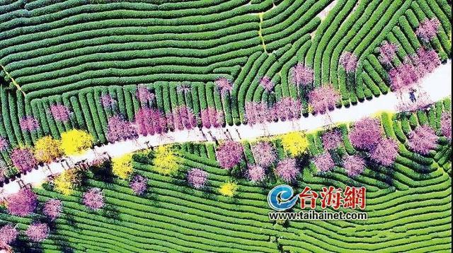 這條馬拉松賽道美炸了 漳平（永福）櫻花國際馬拉松賽3月3日開跑