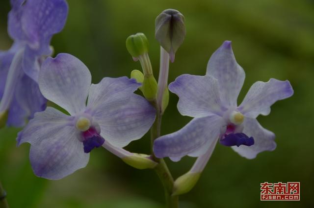 漳州南靖蘭花：從野生資源到高優農業產業的蛻變 