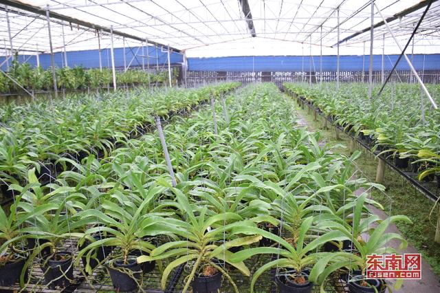 漳州南靖蘭花：從野生資源到高優農業產業的蛻變 