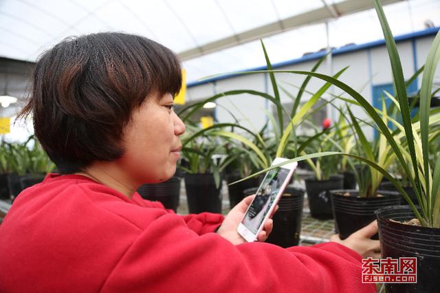 漳州南靖蘭花：從野生資源到高優農業產業的蛻變 