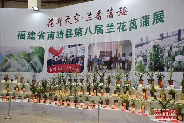 漳州南靖蘭花：從野生資源到高優農業產業的蛻變 