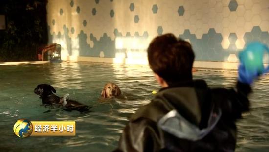 寵物玩耍培訓(xùn)