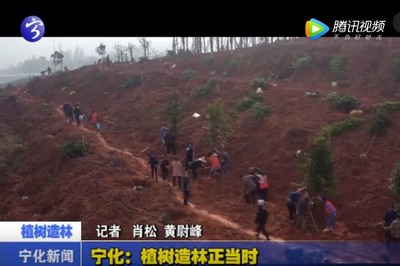 寧化：植樹造林正當時