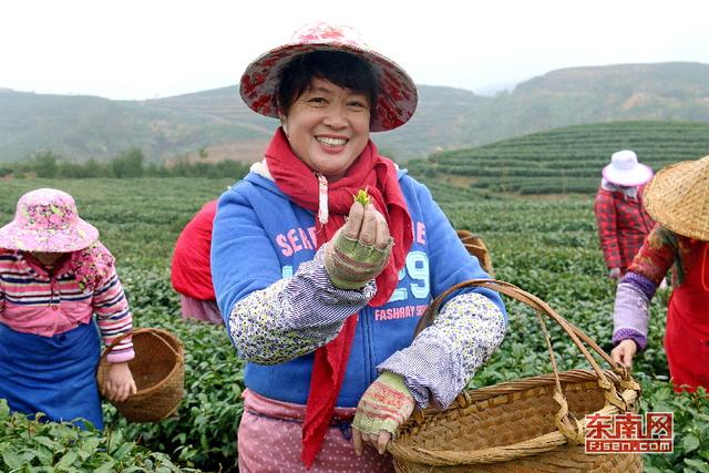 霞浦：茶農(nóng)忙采“元宵茶” 