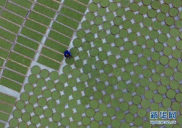 福鼎茶鄉迎來白茶開茶季