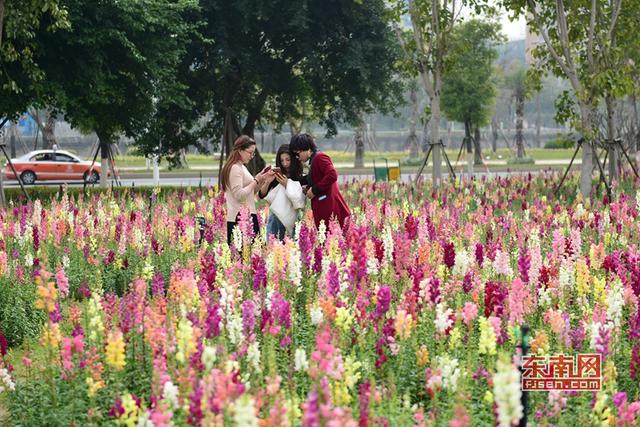 泉州這片金魚草彩虹花海美翻天