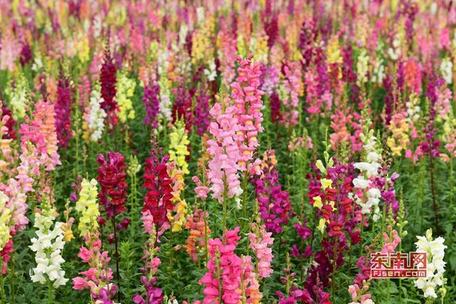 泉州這片金魚草彩虹花海美翻天