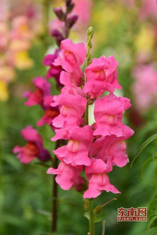 泉州這片金魚草彩虹花海美翻天