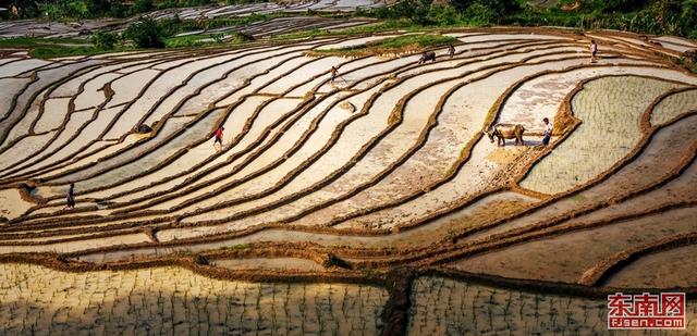 多彩梯田春耕忙 