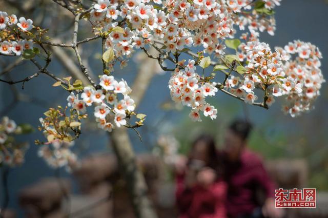 永春：與花相約尋訪春天 