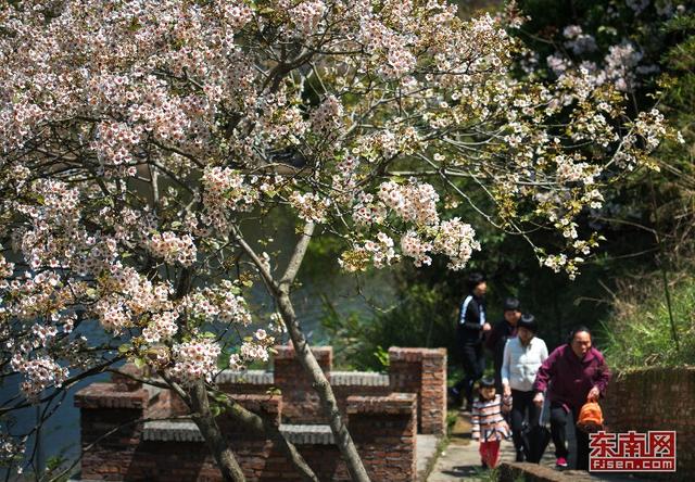 永春：與花相約尋訪春天 