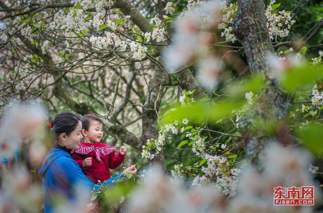 永春：與花相約尋訪春天 