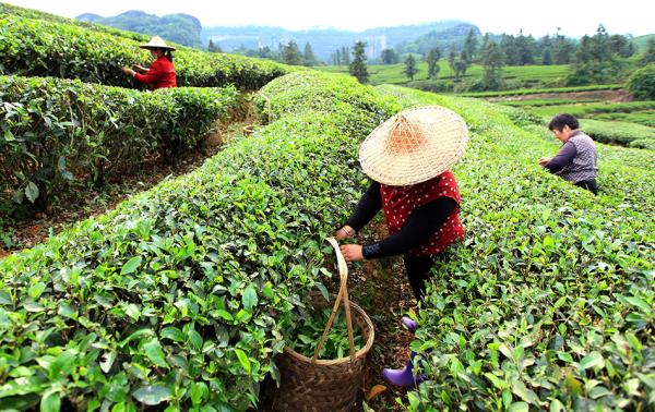 福建省武夷山市，茶農(nóng)在采摘巖茶。 視覺中國 資料圖