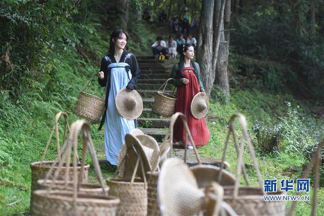 福建武夷山：采茶體驗(yàn)游 