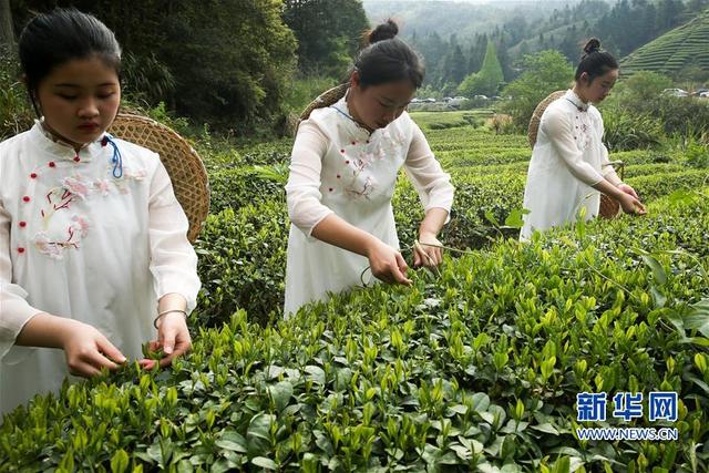 福建武夷山：采茶體驗(yàn)游 