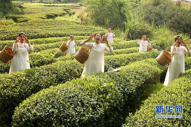 福建武夷山：采茶體驗(yàn)游 