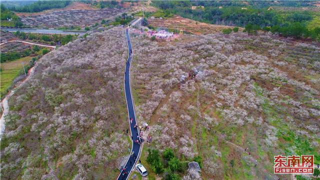 聞得杭梅香 嘗盡烏梅甜