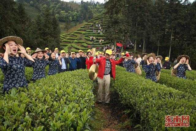 武夷山朝陽茶農祭茶喊山開采 