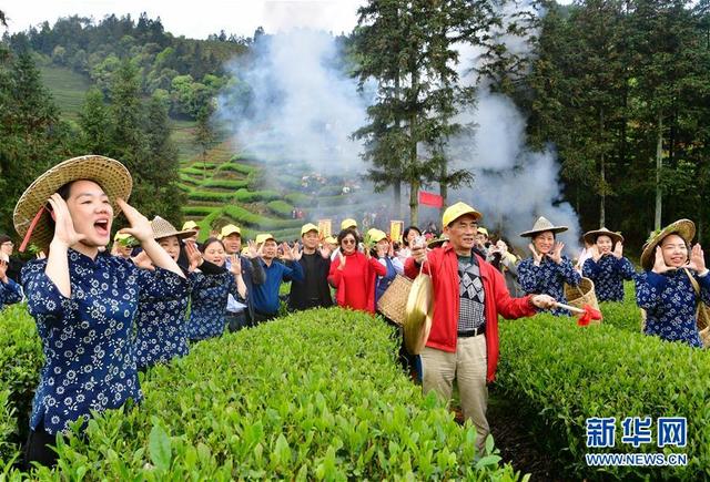 武夷山:生態茶園 祭茶喊山