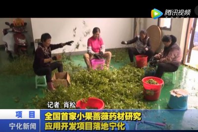 全國首家小果薔薇藥材研究應用開發項目落地寧化