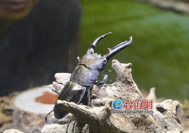 廈門科技館“蟲現江湖”雨林正式對外開放