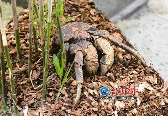 廈門科技館“蟲現江湖”雨林正式對外開放