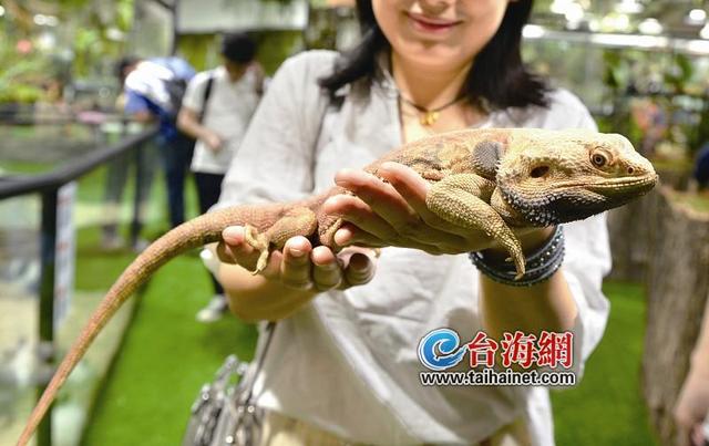 廈門科技館“蟲現江湖”雨林正式對外開放
